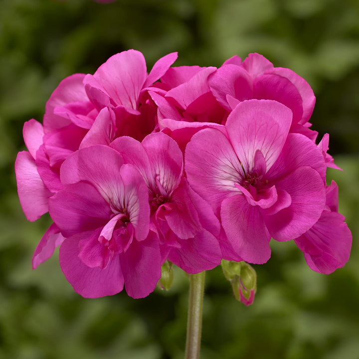 Deep Pink Geraniums Heirloom Non-GMO Seeds for Planting