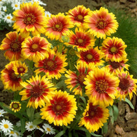 Goblin Gaillardia