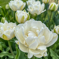 Mount Tacoma Tulip Seeds