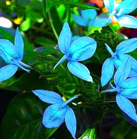 Heirloom Non-GMO Blue Ecbolium Viride Flower Seeds for Garden Landscaping and Home Gardening