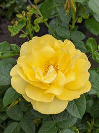 Happy Go Lucky Grandiflora Rose