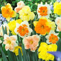 Butterfly Daffodil Mixture Seeds