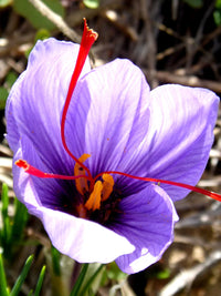 Crocus- Saffron