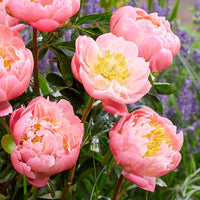 Pink Hawaiian Coral Peony
