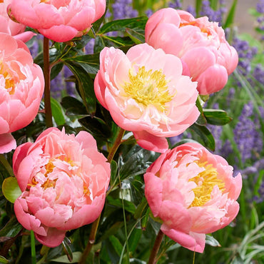 Pink Hawaiian Coral Peony