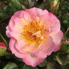 Rainbow Happy Trails Groundcover Rose