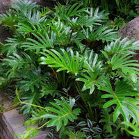 Green Philodendron Selloum Seeds for Planting - Heirloom & Non-GMO Seeds for planting