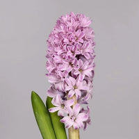 Hyacinth- Splendid Cornelia