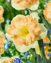 Easter Party Daffodil Seeds