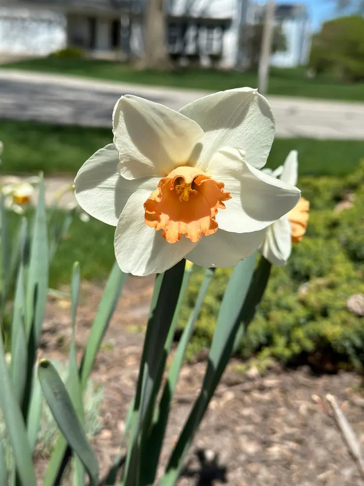 Decoy Daffodil Seeds