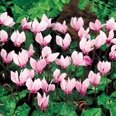 Hardy Cyclamen Seeds