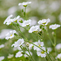 Gypsophila- Covent Garden