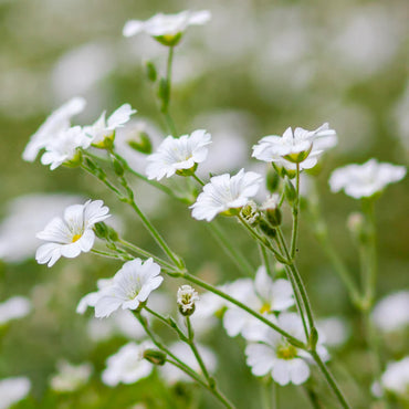 Gypsophila- Covent Garden