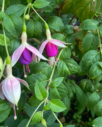 Purple White Fuchsia Flower Seeds – Heirloom Non-GMO Seeds for Colorful Garden Displays