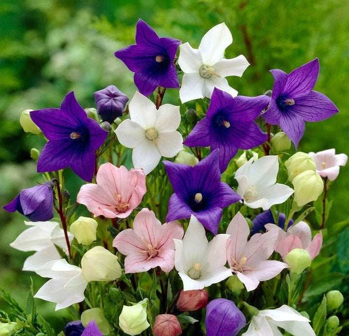Heirloom Non-GMO Mixed Balloon Flower Seeds – Unique Shaped Perennial Flower Seeds
