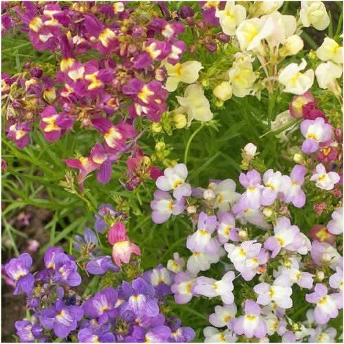 Linaria- Fairy Bouquet Mixed