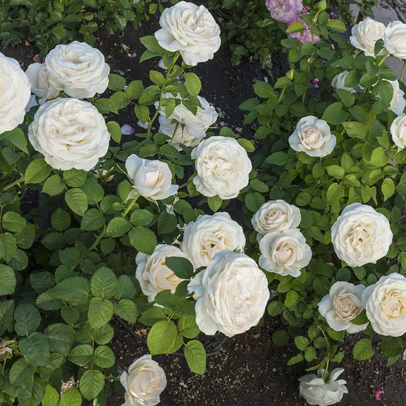 Easy Spirit Floribunda Rose