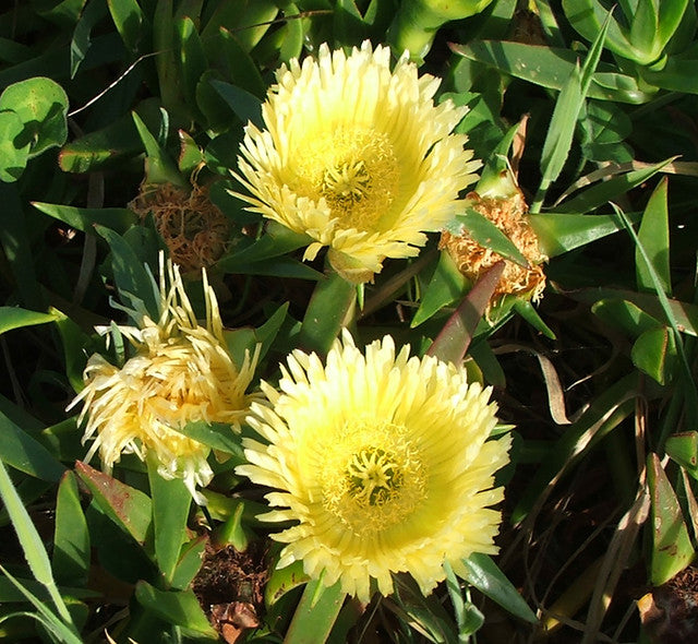 Carpobrotus Flower Seeds – Heirloom, Non-GMO, Drought-Tolerant Succulent Blooms for Garden Planting