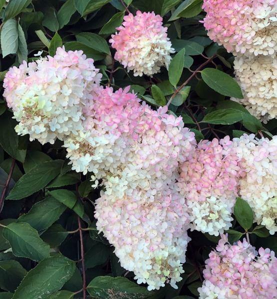 Heirloom White Pink Hydrangea Flower Seeds, Non-GMO Lush Blooms for Planting