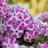 Candy Crush Bambini Phlox