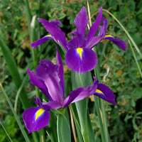 Purple Tall Dutch Iris Seeds