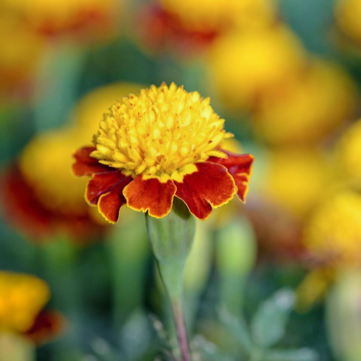 Marigold, French- Tiger Eyes