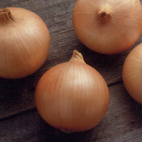Candy – Onion Seed
