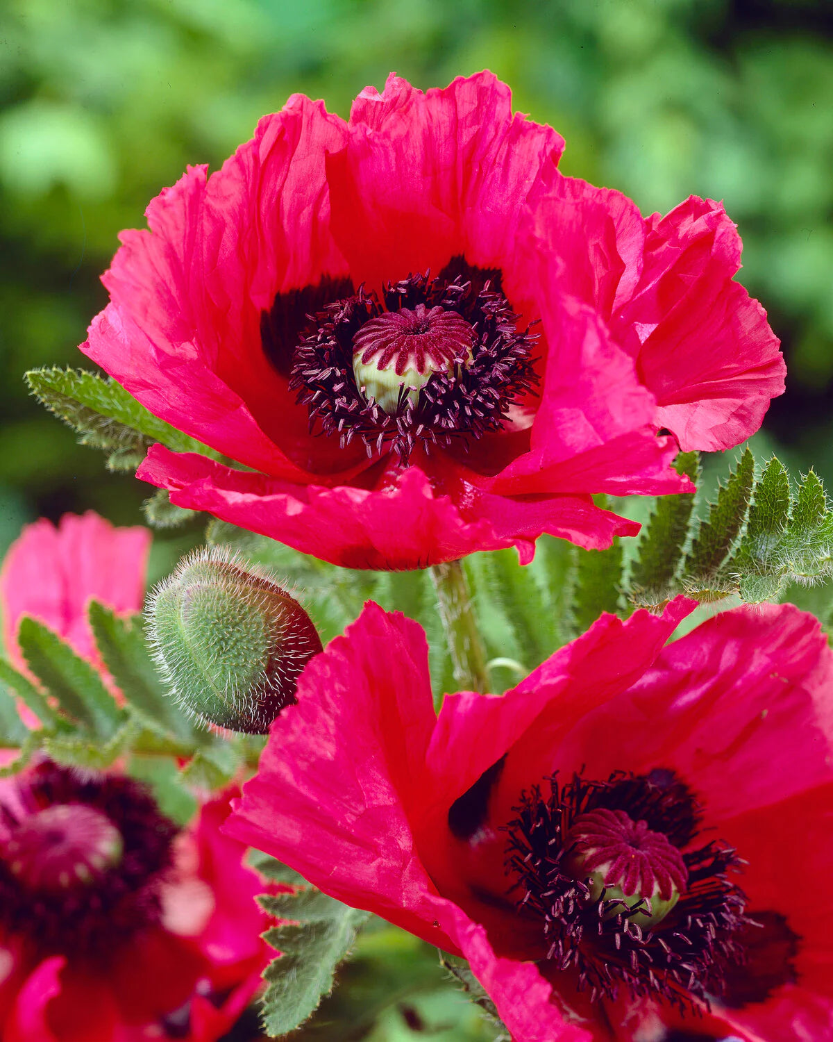 Watermelon Oriental Poppy