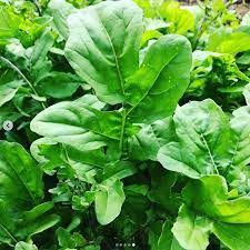 Organic Arugula Seeds