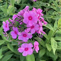 Eva Cullum Phlox