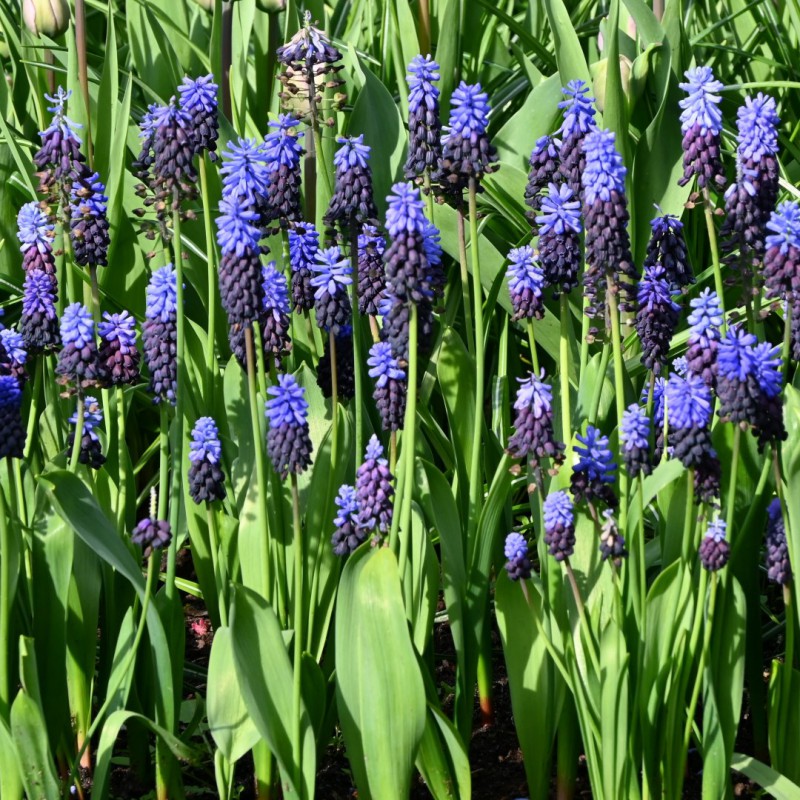 Muscari latifolium Seeds