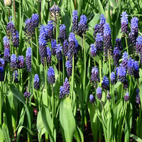 Muscari latifolium Seeds