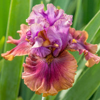 Nelly Tardivier Bearded Iris