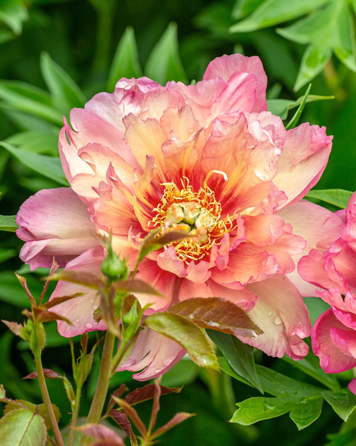 Julia Rose Itoh Peony