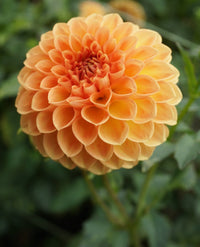 Dahlia- Winkie Kestrel (Tuber)