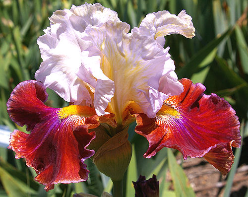 Lady Leigh Bearded Iris