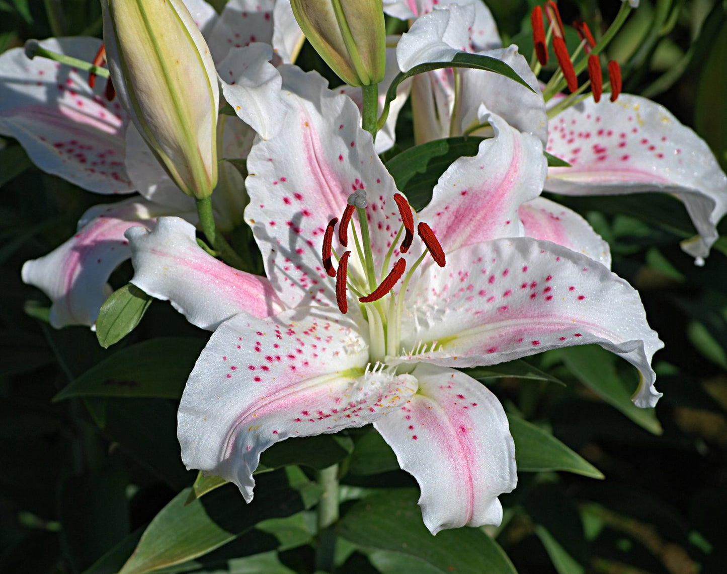 Oriental Lily- Lovely Day