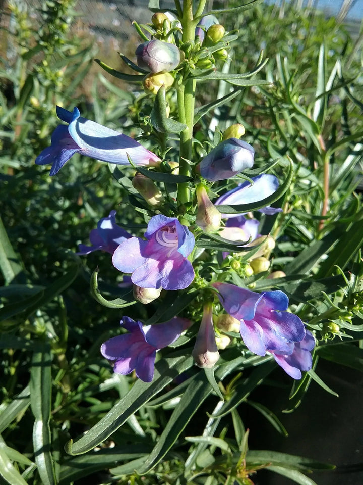 Heterophyllus Blue Flower Seeds for Planting – Organic, Heirloom, Non-GMO