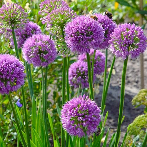 Millenium Allium