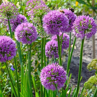 Millenium Allium