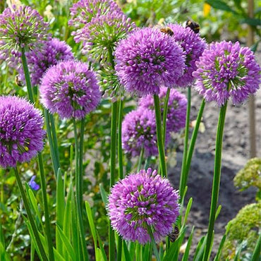 Millenium Allium