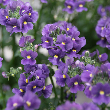Dark Blue Nemesia Flower Seeds – Heirloom Non-GMO Annual Blooms for Colorful Garden Borders