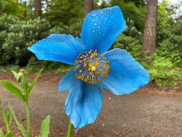 Himalayan Blue Poppy