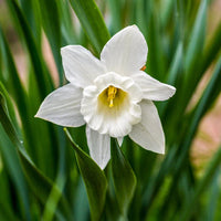 Mount Hood Daffodil Seeds