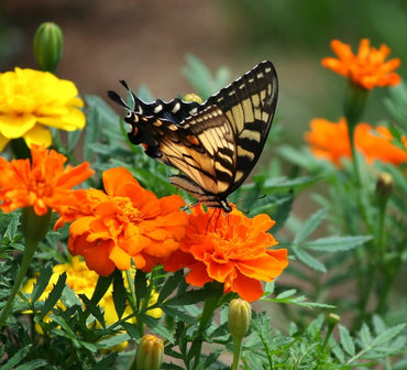 Magical Marigold Flower Seeds