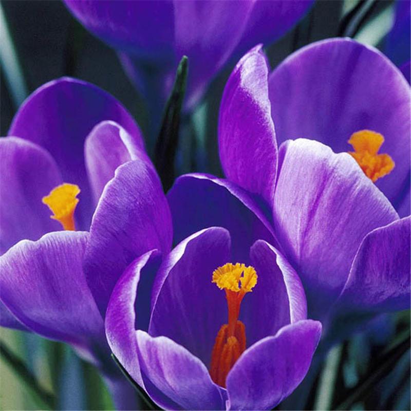 Garden Dutch Saffron Seeds Courtyard Decroation Plants Flowers