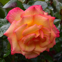 Sheila's Perfume Floribunda Rose