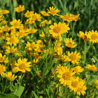 Heirloom Non-GMO Yellow Arnica Montana Flower Seeds for Medicinal and Mountain Garden Planting