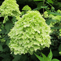 Heirloom Green Hydrangea Flower Seeds, Non-GMO Lush Blooms for Planting