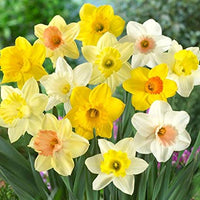 Green Daffodil Mixture Seeds